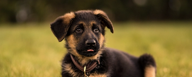 Foto van hond Bella