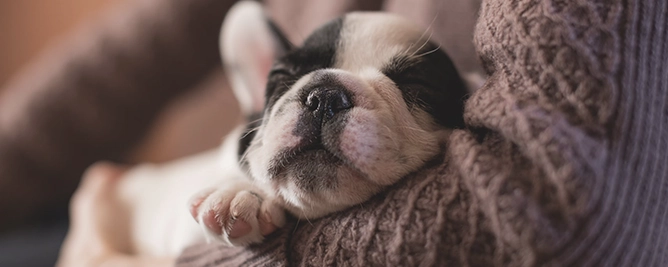 Foto van hond Milo