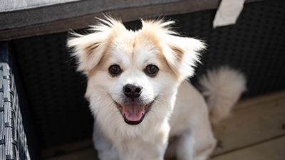 Foto van hond.