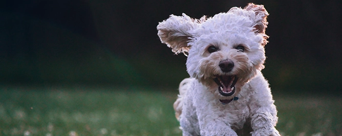 Foto van hond Rocky