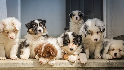 Foto van honden