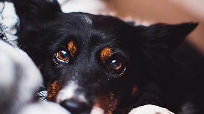 Foto van hond.