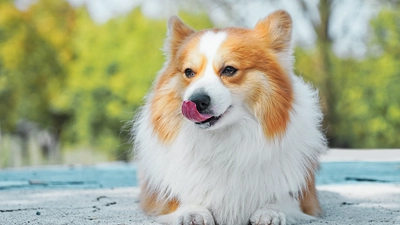 Foto van hond Charlie